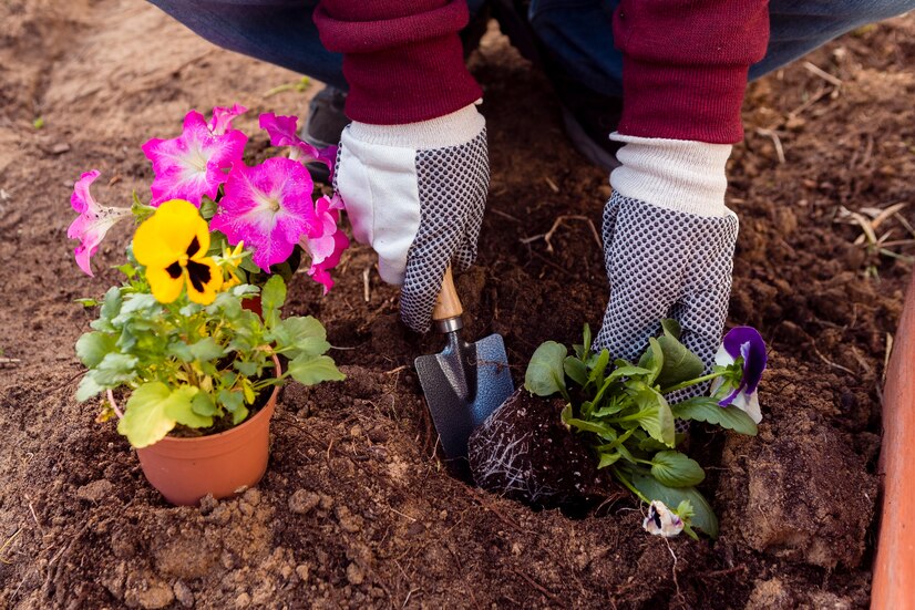 flower planting