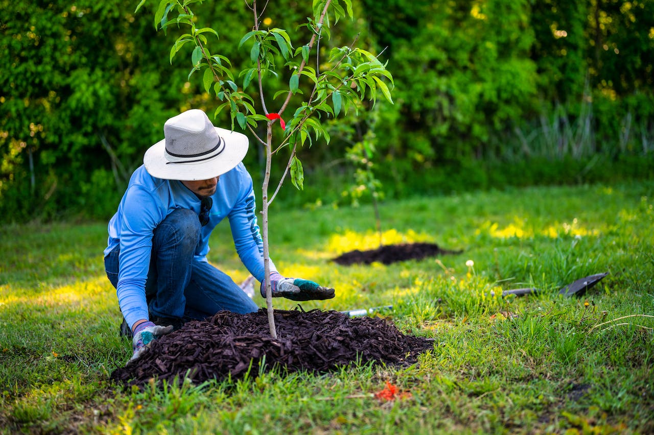 tree planting